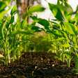 Tem como plantar milho em casa?