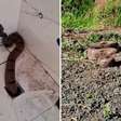 Jiboia sai do ralo do banheiro de casa no sul de Goiás