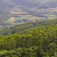 'Desertos verdes'? Os riscos ambientais das medidas que incentivam as florestas de eucalipto sem licenciamento