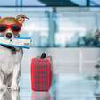Novidade: cachorros já podem viajar de avião com seus tutores