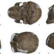 Crânio de 1 mi de anos pode ser da linhagem do Homem Dragão