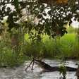 Vídeo: guia flagra briga entre cobra e jacaré no Pantanal; assista