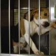 Empresa é condenada a pagar R$ 183,7 milhões por usar cães para testes em laboratório