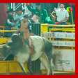 Peão desmaia após ser cabeceado e arremessado por touro durante rodeio em MG; veja o vídeo