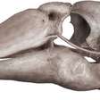 Crânio de ganso-gigante de 45 mil anos é encontrado na Austrália