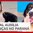 Cachorro é adotado por tribunal e se torna o primeiro a atuar no judiciário do Brasil