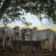Abate de bovinos bate recorde em Goiás e chega a 1 milhão de cabeças