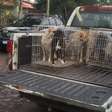 Família retorna para Canoas e deixa seis cães para trás no Litoral Norte