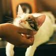 8 motivos para adotar um gato e dar de presente para sua namorada no Dia dos Namorados