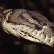Mulher é encontrada morta dentro de cobra píton gigante na Indonésia