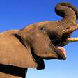 Elefantes se chamam pelo 'nome', revela pesquisa