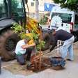 'Delivery de árvore': municípios apostam em iniciativa para aumentar a arborização urbana