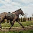 Cavalos modernos vêm de linhagem que surgiu há 4.200 anos