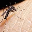 O mosquito tigre por trás de aumento de casos de dengue na Europa