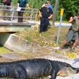Crocodilo é morto para retirada de restos mortais de sem teto de seu estômago