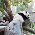 Como a China usa pandas para ter influência internacional