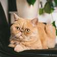 8 raças de gato ideais para apartamento