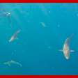 Mergulhadores nadam acompanhados de cerca de 100 tubarões no litoral de SP