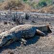 Por que Pantanal pode viver pior temporada de fogo em 2024