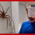 Casal de brasileiros encontra aranha 'gigante' em banheiro na Austrália: 'Batismo aconteceu'