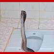 Cobra capaz de matar elefante com apenas uma mordida é flagrada em vaso sanitário na Índia