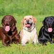 4 características do cachorro da raça labrador retriever