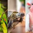 7 animais domésticos com as maiores expectativas de vida