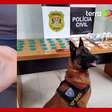 Cachorro da PM encontra drogas escondidas em lâmpada em bar no interior de SP