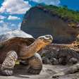 Podem viver mais de 100 anos! 8 curiosidades sobre as tartarugas