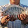 Tilápia é um peixe de verdade? A razão pela qual muita gente acha que não