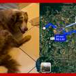 Cachorro percorre 19 km e reaparece na casa de tutores no interior de SP