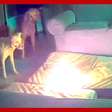 Cachorro causa incêndio em casa após mastigar bateria portátil nos EUA