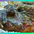 Conheça os segredos do peixe mais venenoso do mundo