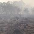 Fumaça de queimadas pode ajudar na revegetação do Cerrado, aponta estudo