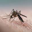 Dengue: Brasil atinge marca de 1 milhão de casos neste ano