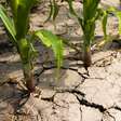 Estiagem prolongada afeta agricultura e impacta preços no Brasil