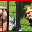 Zoológico da China admite ter pintado cachorros para serem parecidos com pandas