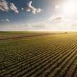 La Niña fraco pode ter um papel importante na safra 24/25