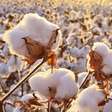 Estudo revela aumento de plantio de algodão 1ª safra 24