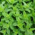 8 plantas fáceis de cultivar para fazer chás