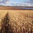 Clima impacta produtividade do trigo no Paraná