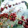 Clima impactou segunda safra de batata e café no Paraná
