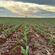 Plantio do milho 1ª safra avança no Paraná