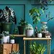 15 plantas para melhorar a energia da casa