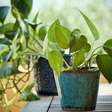 Qual é o significado espiritual da jiboia? Por que ela é uma planta sagrada?