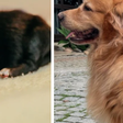 Filhote de golden retriever com shih tzu nasce com apenas 100g e é batizado de Zé Milagre