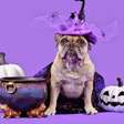 6 formas de aproveitar o Halloween com os pets