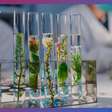 ENEM 2024: Correção Biologia