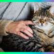 Gatos são capazes de sofrer luto? A ciência explica