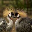 As aves mais exóticas do mundo